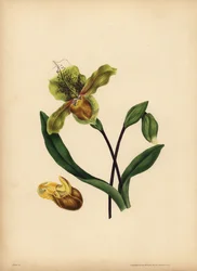 Vznešený střevíček pantoflíček, Cypripedium reginae, Podoba