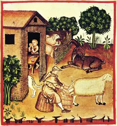 Výroba sýra. Miniatura z Tacuinum Sanitatis, druhá polovina 14. stol.