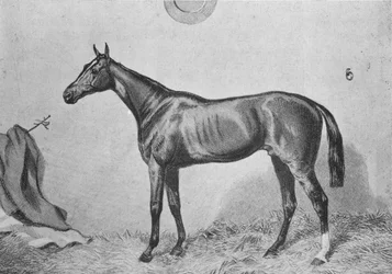 Thormanby, c1860, 1911