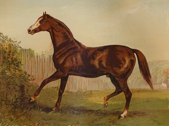 Plnokrevný otec Blair Athol, vítěz Derby & St Leger 1864, c1879.