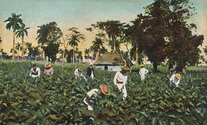 Tabáková plantáž, Kuba, 20. léta 20. století.