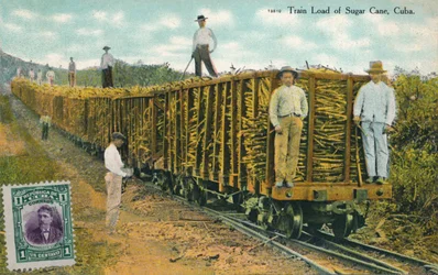 Train Load of Sugar Cane, Kuba, 1911