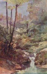 Stromové kapradiny, 1923.