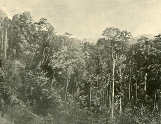 Tropické křoviny, Blackall Range, Queensland, 1901.