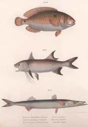 Bimaculatus dvouskvrnný, africký Redfin, Barracuda, kolem 50. let 19. století