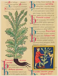 Verbena nebo Vervain, 1947