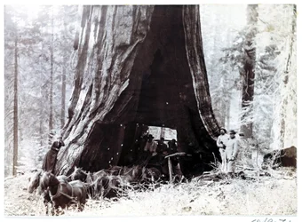Vůz projíždějící obřím stromem, Severní Amerika, c 1900