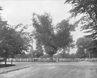 Washington Elm, Cambridge, Massachusetts, USA, c1900.