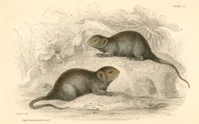 Hraboš vodní Arvicola terrestris, také známý jako černá vodní krysa, 1828