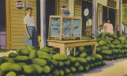 Vodní melouny na prodej, Trinidad, B.W.I., c1940.