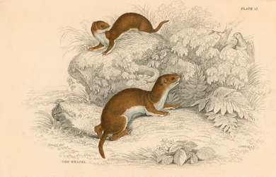 Weasel Putorius nivalisMustela vulgaris, nejmenší evropský masožravec, 1828