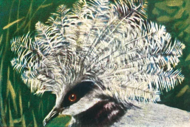 Západní korunovaný holub, c1928.