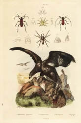 Orel mořský, Haliaeetus albicilla 5, a kořist, vodouch stříbřitý, Argyroneta aquatica 1, brouci rodu Purpuricenus 2