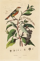 Ohite-Tipped Plantkatter, Fittam Rutil Fitlakka Americana, USA PokeBD