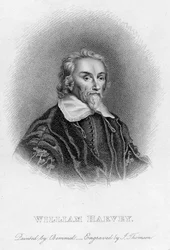 William Harvey 1578-1657 anglický lékař, 17. století