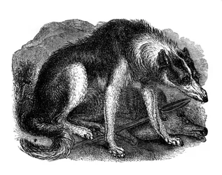 Vlčí pes, 1848