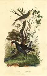 Budníček lesní, Phylloscopus sibilatrix, a slípka zelenonohá, Gallinula chloropus