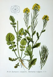 Žlutá raketa, 1893