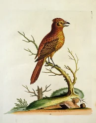 Indický velký chocholatý Bulcher Bird, hospoda. května 1742 G.E. Inard