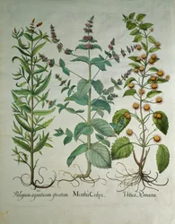 Máta: Mentha crispa