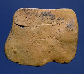 Sob, řezaná kresba na vápenci, paleolit, magdalénien V, z Laugerie Basse, Dordogne, cca 12 000 př.n.l.