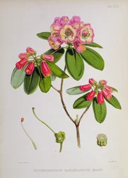 Rhododendron: Candelabrum, z `Rododendrony ze Sikkim-Himalaya od J.D. Hookera, 1849-51