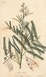 Acacia a cachou nebo cachoutier (Acacia catechu) - voda Williama Clarka k ilustraci knihy "Medical Botanical, Description of the Medicinal Plants of London, Edinburgh and Dublin" od Johna Stephensona a Jamese Morsse Churchilla, vydané v Londýně Johnem Chur