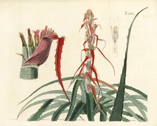 Aguava, Bromelia alsodes (Ananas úzkolistý, Bromelia sylvestris). Weddellova ručně kolorovaná mědirytina podle botanické ilustrace Johna Curtise z William Curtis