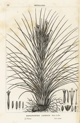 Vzdušná rostlina, Tillandsia juncea (Bonapartea juncea). Ručně kolorovaná litografie z publikace Louise van Houtteho a Charlese Lemaira Flowers of the Gardens and Hothouses of Europe, Flore des Serres et des Jardins de l