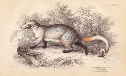 Paradoxid americký, Paradoxurus dubius. Z exempláře ve Filadelfském muzeu. Ručně kolorovaná ocelorytina od Lizarse podle ilustrace Charlese Hamiltona Smithe z Naturalist