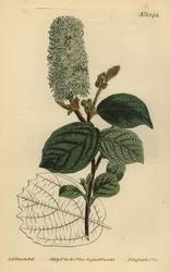 Wych líska, Fothergilla gardenii (fothergilla širokolistá, Fothergilla alnifolia major)