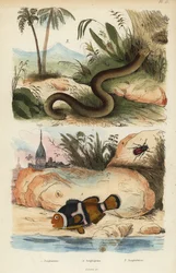 Amphicoma scullelata 1, klaun sedlový, Amphiprion polymnus 2 a ještěrka bílá, Amphisbaena alba 3. Amphiprion laticlavius Amphicome, Amphiprion, Amphisbene