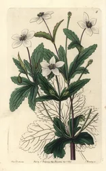 Anemone des rives - Sasanka žláznatá, Anemone rivularis. Ručně kolorovaná mědirytina od George Barclaye podle ilustrace slečny Sarah Drakeové z Edwardsova botanického rejstříku, vydaného Johnem Lindleyem, Londýn: Ridgeway