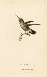 Kolibřík Anny, Calypte anna (Ornismya anna), mládě. Ručně kolorovaná ocelorytina od Coutanta podle ilustrace Jeana-Gabriela Pretra z knihy Rene Primevere Lessona Natural History of the Colibri Genus of Hummingbirds.