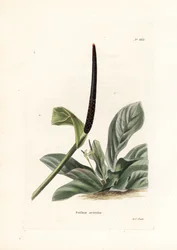 Anturie ptačí hnízdo (Pothos acaulis) - litografie George Cooka pro britský časopis Conrad Loddiges Botanical Cabinet (1738-1826)