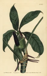 Anthurium palmatum (pothos pětilistý, Pothos pentaphylla)