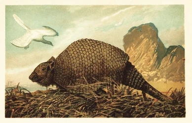 Archeopteryx lithographica a Panochthus tuberculatus. 1908 (litografie)