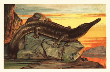 Archegosaurus decheni se vyhřívá na skále. 1908 (litografie)