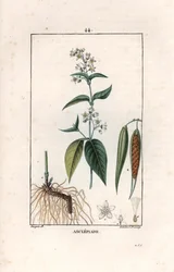 Asclepiade ou herbe à la wadding ou herbe aux parruches - Rytina Lamberta filse podle kresby Pierra Jeana Francoise Turpina (1775-1840), převzatá z knihy La flore medicale, Chaumeton, Poiret et Chamberet, Paris 1830 - Vlaštovičník, Vincetoxicum hirund