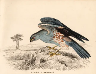 Luňák popelavý, Circus cineraceus. Ručně kolorovaná ocelorytina z Přírodovědné galerie Georga Friedricha Treitschkeho, Naturhistorischer Bildersaal des Thierreiches, Liepzig.