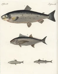 Losos obecný, Salmo salar 1, tuňák obecný, Thunnus species 2, sleď obecný, Clupea harengus 3, a makrela obecná, Scomber scombrus 4. Ručně kolorovaná mědirytina z knihy Friedricha Johanna Bertucha Bilderbuch fur Kinder (Obrázková kniha pro děti).
