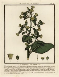 Aztécký tabák, Nicotiana rustica.