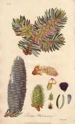 Jedle balzámová (Abies balsamea) - Silná voda od Williama Clarka k ilustraci knihy "Medical Botanical, Description of the Medicinal Plants of London, Edinburgh and Dublin" od Johna Stephensona a Jamese Morsse Churchilla, vydané v Londýně Johnem Churchillem
