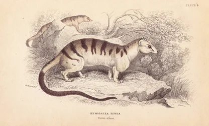 Kočka palmová páskovaná, Hemigalus derbyanus (Hemigalea zebra). Ohrožený druh. Ručně kolorovaná ocelorytina od Lizarse podle ilustrace Charlese Hamiltona Smithe z Naturalist