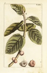 Banyan fíková větev s ovocem, Ficus benghalensis.