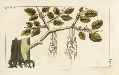 Banyan fíkovník se vzdušnými kořeny, Ficus benghalensis.