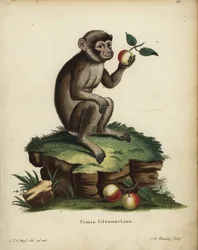 makak barbarský, Macaca sylvanus. Ohrožený druh. Simia silvanus Linn. Ručně kolorovaná mědirytina C. D. Henninga podle ilustrace C. J. G. Reusse z knihy Johanna Christiana Daniela Schrebera Animal Illustrations after Nature.
