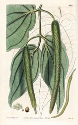 Betel - Betelový pepř, Piper betle. Ručně kolorovaná mědirytina od Swana podle ilustrace Rev. L. Gouldinga z "Botanical Magazine" Samuela Curtise, Londýn.