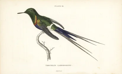 Trnucha černobřichá, Discosura langsdorffi (kolibřík Langsdorffův, Trochilus langsdorffii). Ručně kolorovaná ocelorytina Williama Lizarse z Naturalist