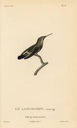 Trnoocas černobřichý, Discosura langsdorffi (Ornismya langsdorfii). Nedospělý jedinec. Ručně kolorovaná ocelorytina od Coutanta podle ilustrace Jeana-Gabriela Prêtra z díla Reného Primevèra Lessona „Přírodopis rodu Colibri kolibříků“